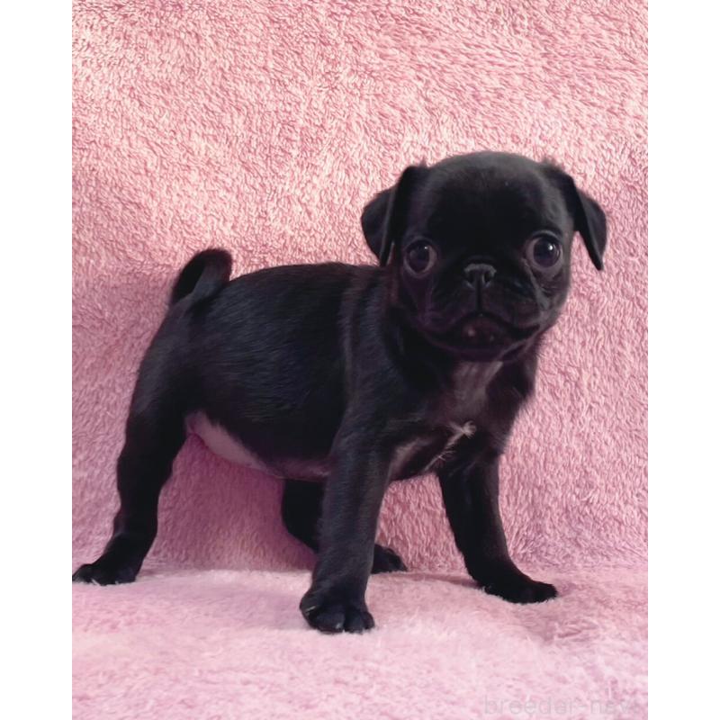 販売中の神奈川県のパグ-440193の6枚目