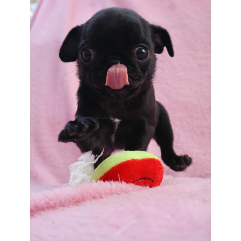 販売中の神奈川県のパグ-440193の5枚目