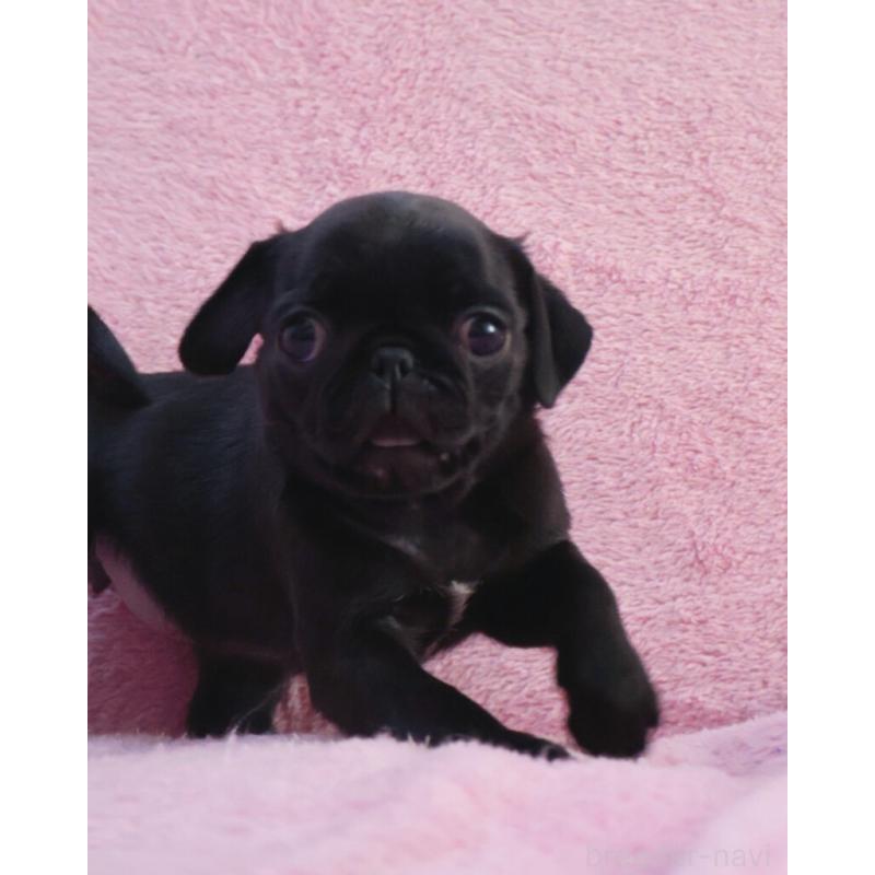 販売中の神奈川県のパグ-440193の4枚目