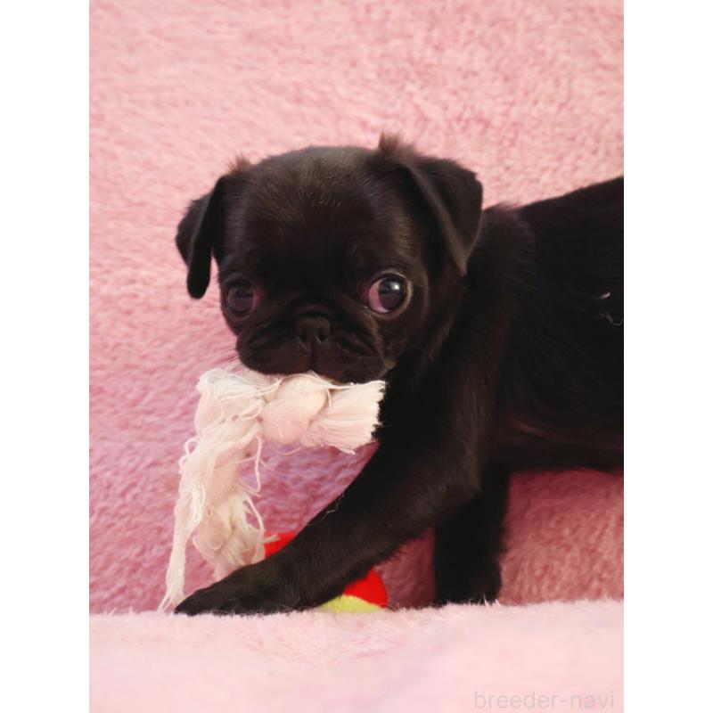 販売中の神奈川県のパグ-440193の3枚目