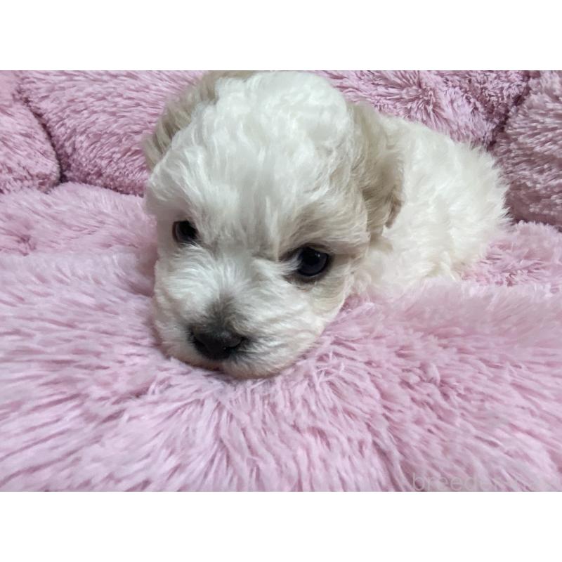 商談中の長野県のボロニーズ-436842