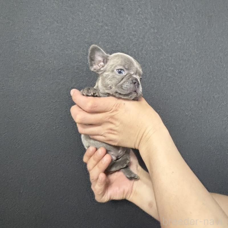 成約済の愛媛県のフレンチブルドッグ-438845の5枚目