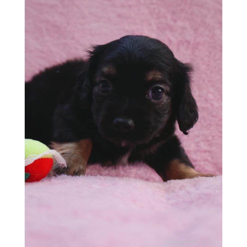 販売中の神奈川県のチワックス:チワワ×ミニチュアダックスフンド-440194の11枚目