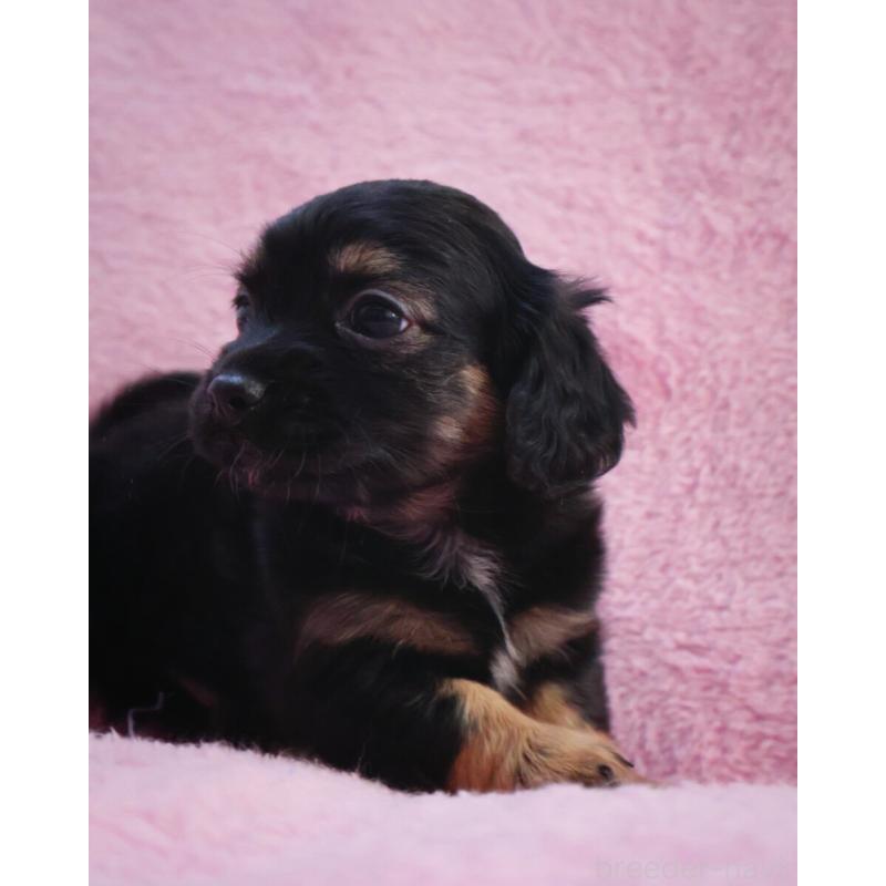 販売中の神奈川県のチワックス:チワワ×ミニチュアダックスフンド-440194の9枚目