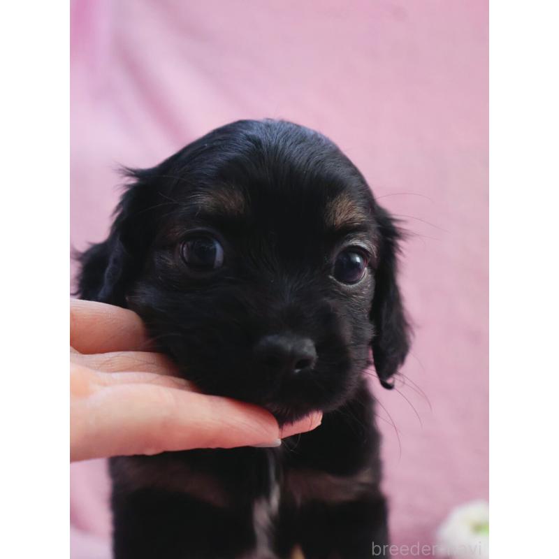 販売中の神奈川県のチワックス:チワワ×ミニチュアダックスフンド-440194の8枚目