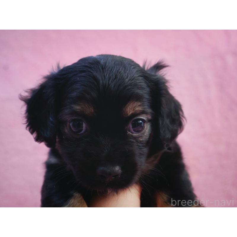 販売中の神奈川県のチワックス:チワワ×ミニチュアダックスフンド-440194の7枚目