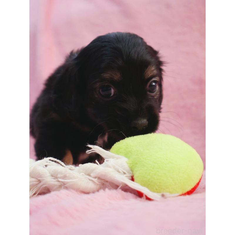 販売中の神奈川県のチワックス:チワワ×ミニチュアダックスフンド-440194の6枚目