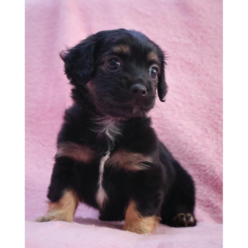 販売中の神奈川県のチワックス:チワワ×ミニチュアダックスフンド-440194の5枚目