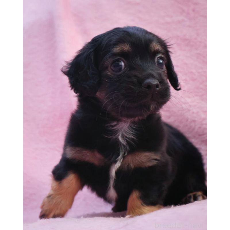 販売中の神奈川県のチワックス:チワワ×ミニチュアダックスフンド-440194の4枚目