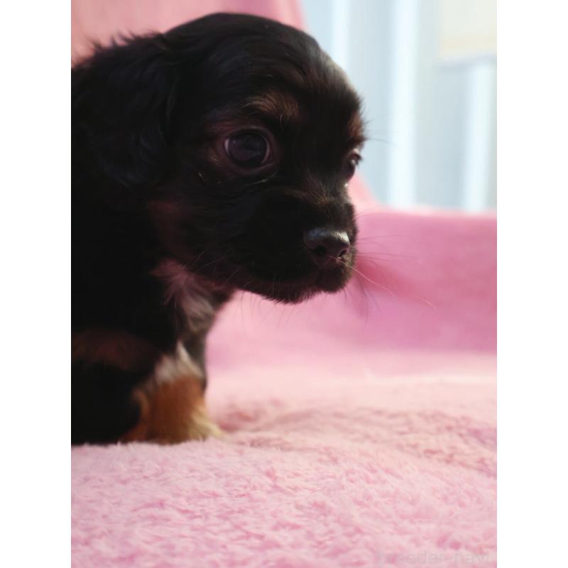 販売中の神奈川県のチワックス:チワワ×ミニチュアダックスフンド-440194の3枚目