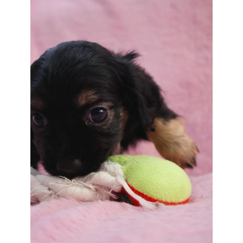 販売中の神奈川県のチワックス:チワワ×ミニチュアダックスフンド-440194の2枚目