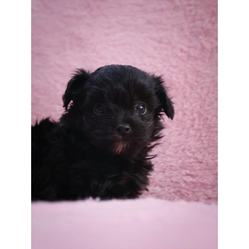 販売中の神奈川県のチワプー:チワワ×トイプードル-440195の8枚目