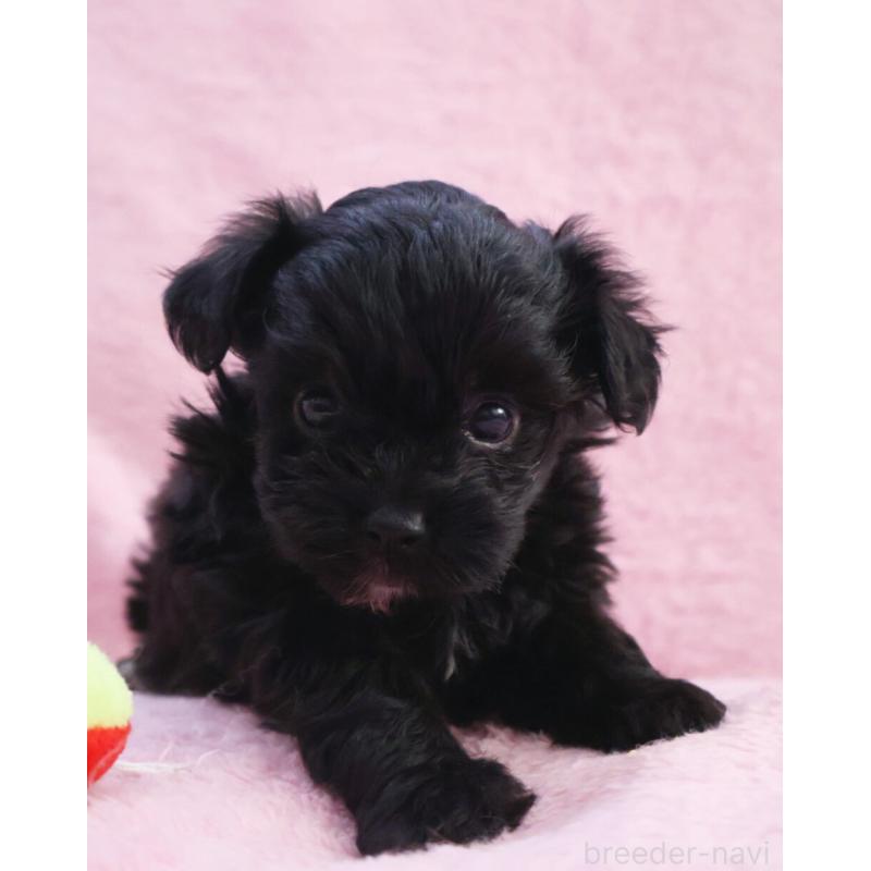 販売中の神奈川県のチワプー:チワワ×トイプードル-440195の7枚目