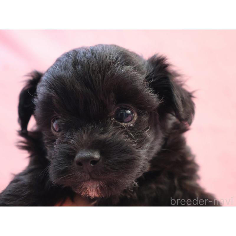 販売中の神奈川県のチワプー:チワワ×トイプードル-440195の6枚目