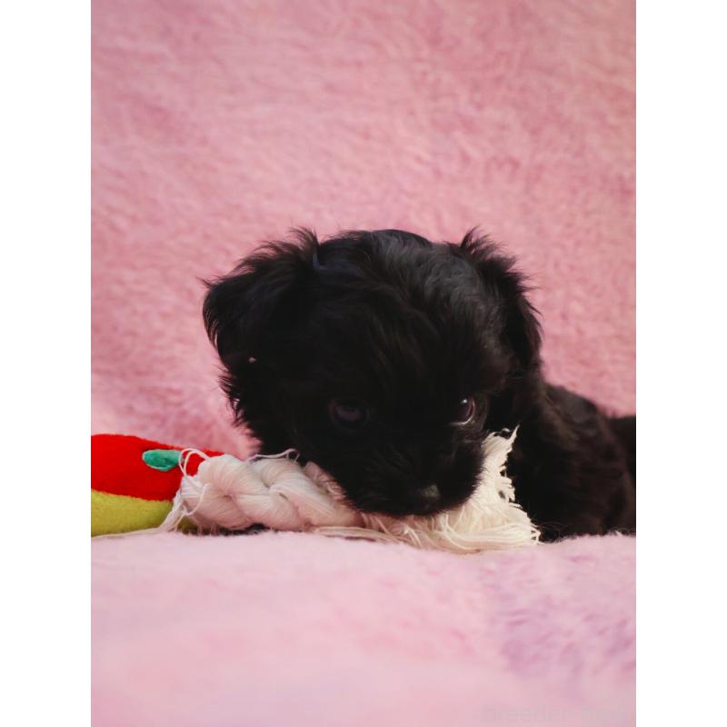 販売中の神奈川県のチワプー:チワワ×トイプードル-440195の4枚目