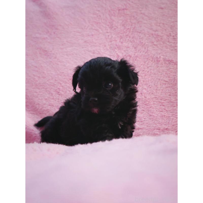 販売中の神奈川県のチワプー:チワワ×トイプードル-440195の3枚目