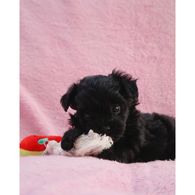 販売中の神奈川県のチワプー:チワワ×トイプードル-440195の2枚目