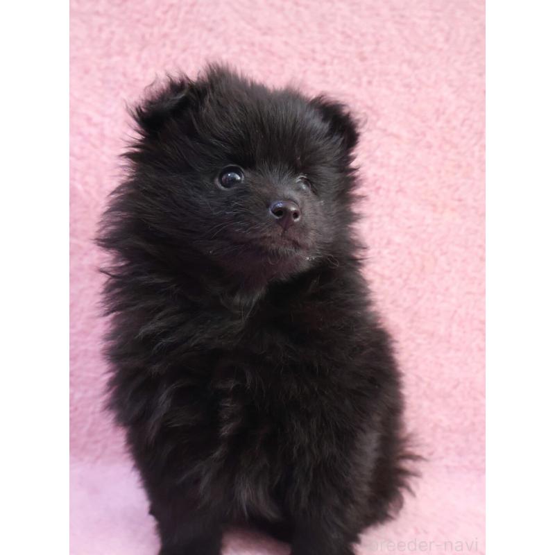 販売中の神奈川県のポメラニアン-440196の11枚目