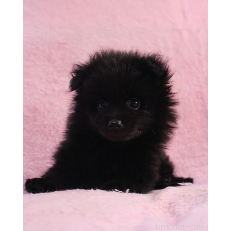 販売中の神奈川県のポメラニアン-440196の10枚目