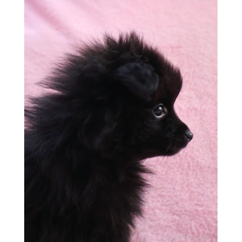 販売中の神奈川県のポメラニアン-440196の9枚目