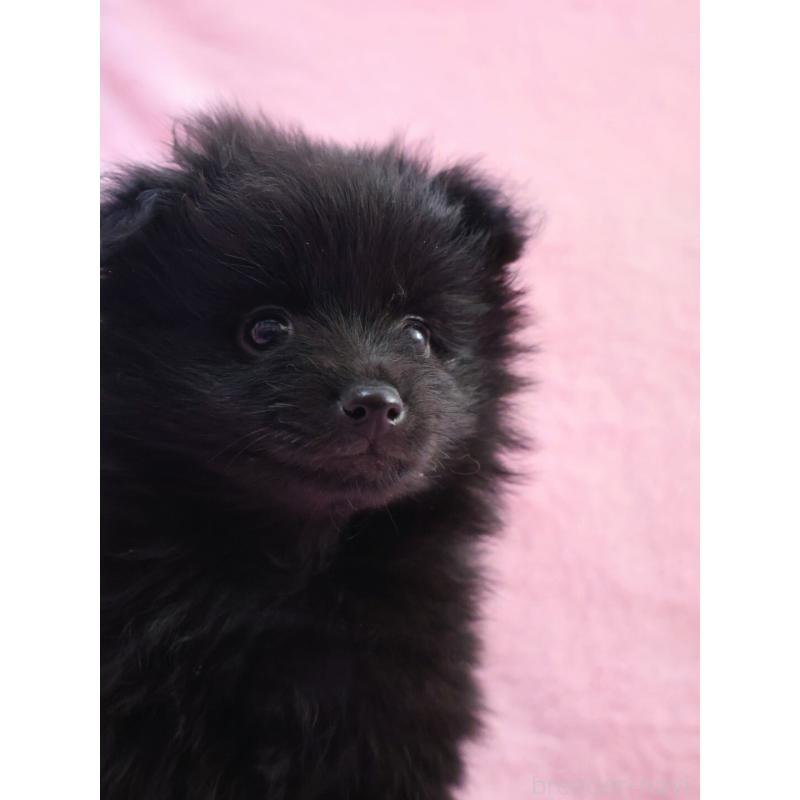 販売中の神奈川県のポメラニアン-440196の8枚目