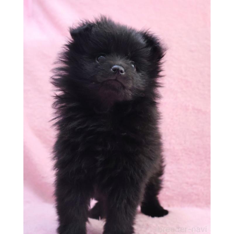 販売中の神奈川県のポメラニアン-440196の6枚目