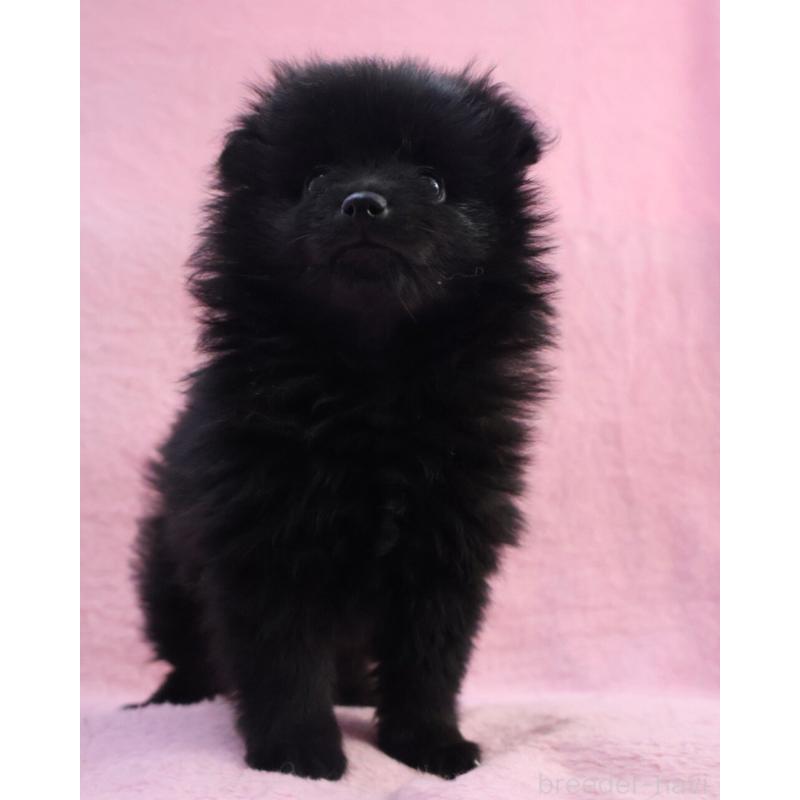 販売中の神奈川県のポメラニアン-440196の5枚目