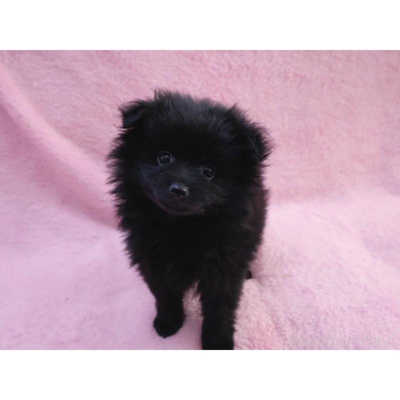 販売中の神奈川県のポメラニアン-440196の4枚目