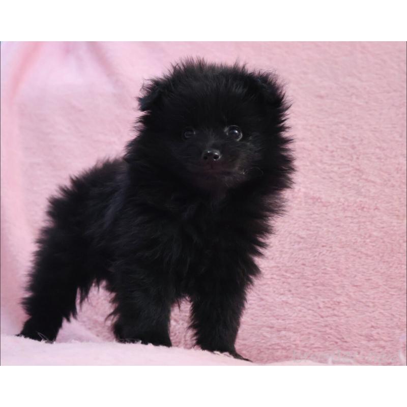 販売中の神奈川県のポメラニアン-440196の3枚目