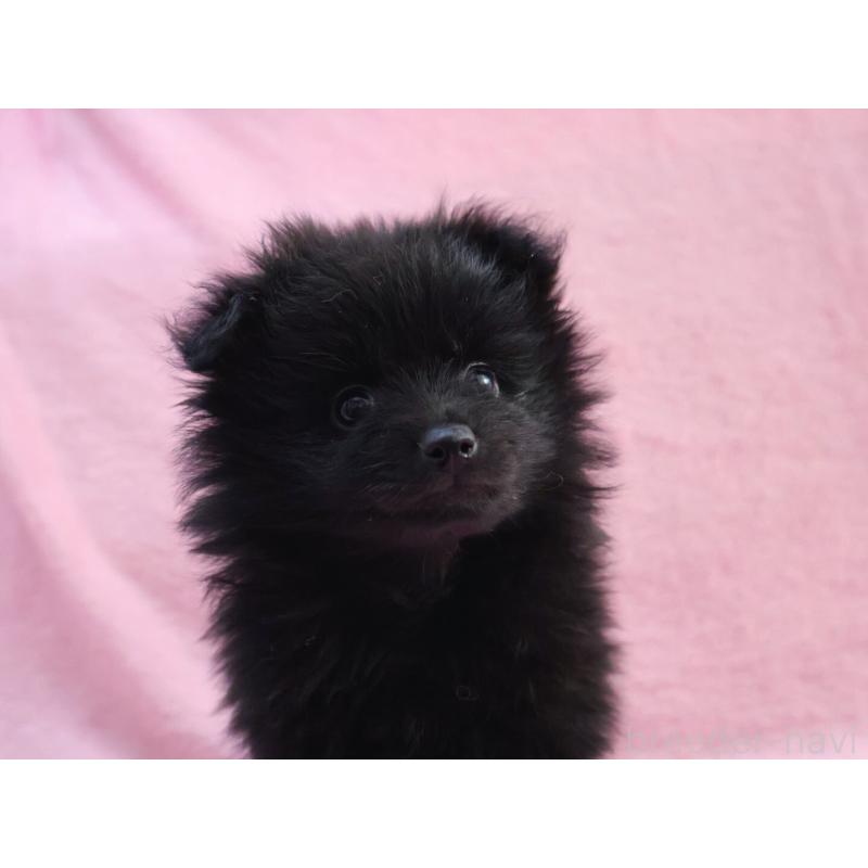 販売中の神奈川県のポメラニアン-440196の2枚目