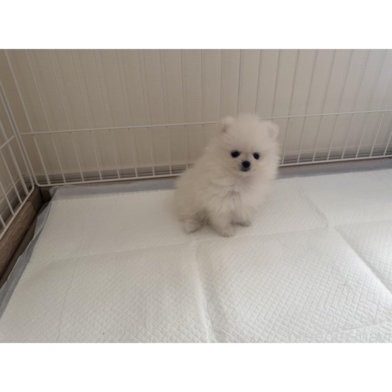 販売中の佐賀県のポメラニアン-437134