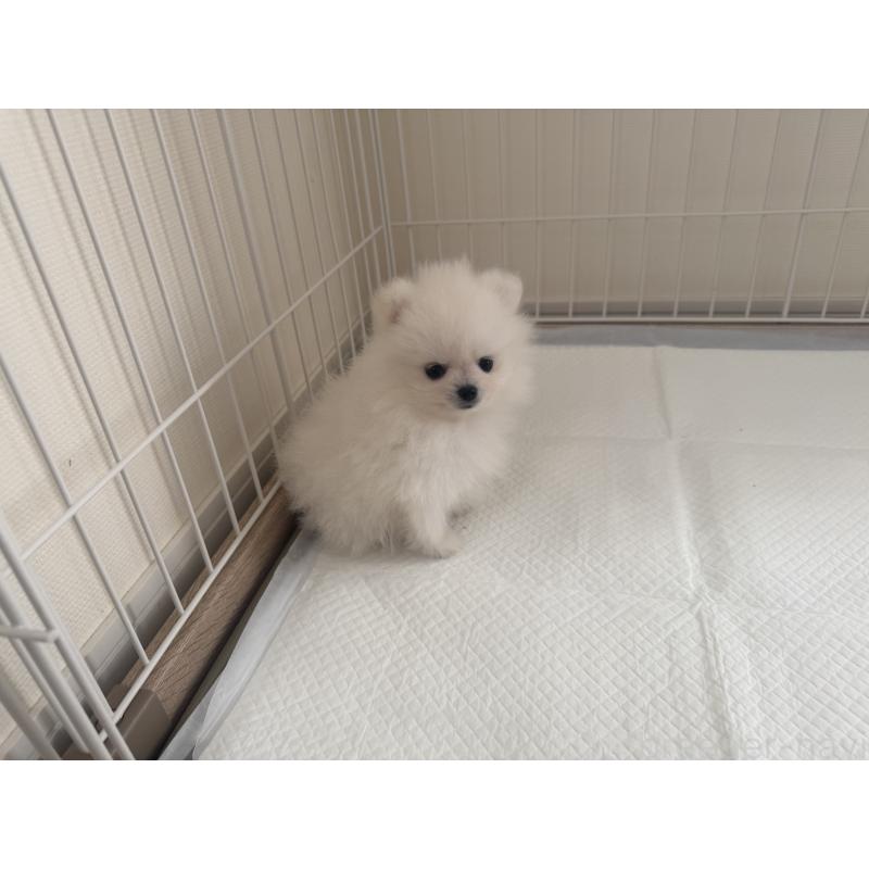 成約済の佐賀県のポメラニアン-437134の7枚目