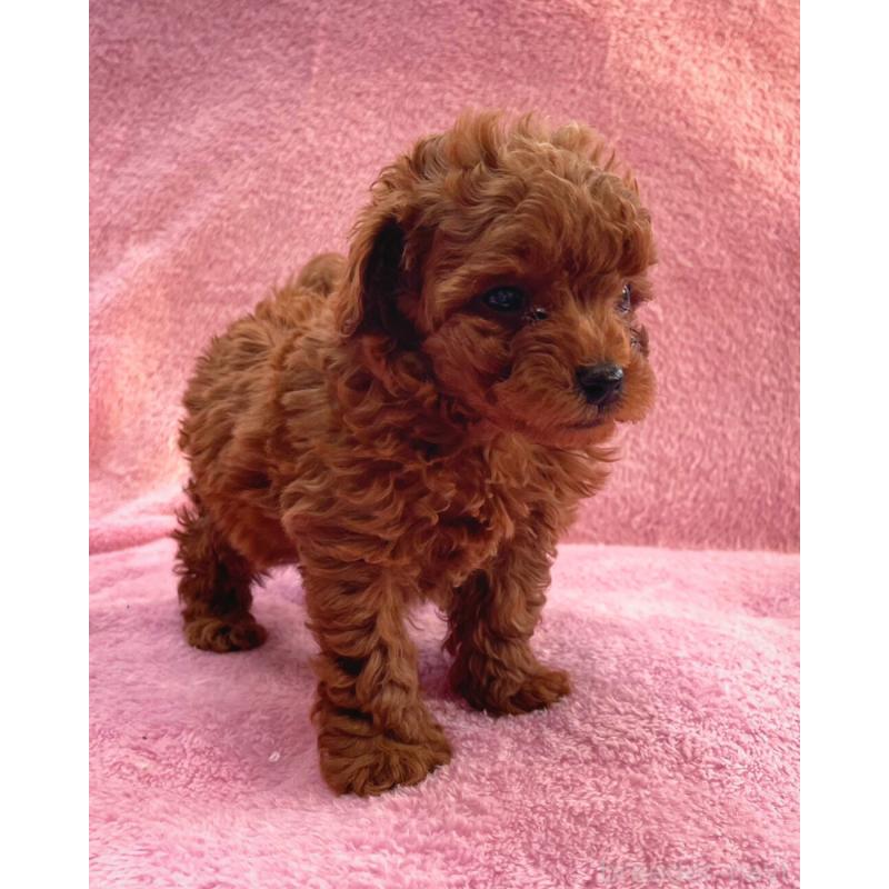 販売中の神奈川県のヨープー:ヨークシャーテリア×トイプードル-440197の3枚目