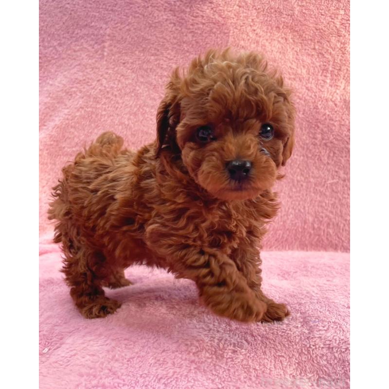 販売中の神奈川県のヨープー:ヨークシャーテリア×トイプードル-440197の2枚目