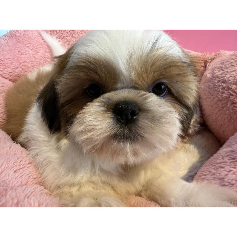 販売中の東京都のシーズー-433435の3枚目