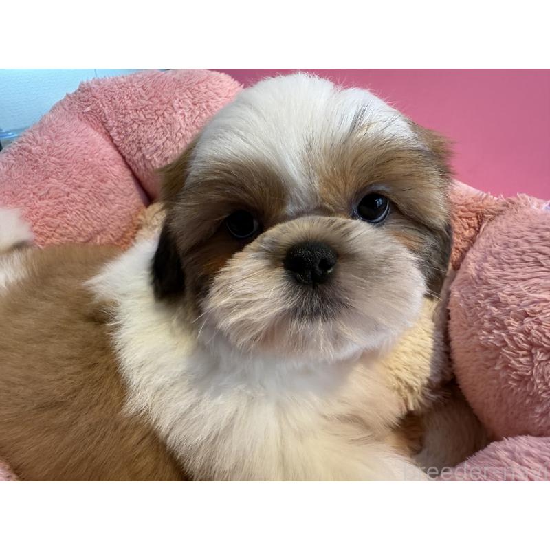 販売中の東京都のシーズー-433435の2枚目