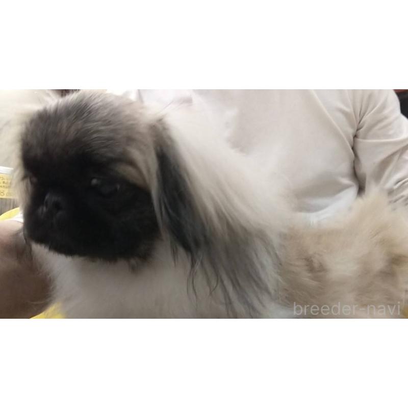 販売中の愛知県のペキニーズ-403733の5枚目