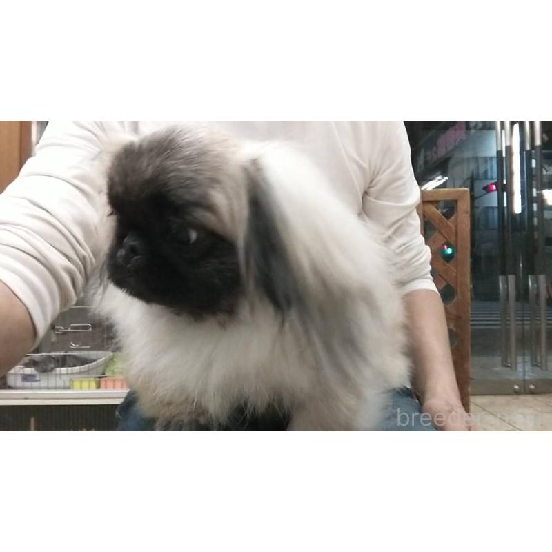 販売中の愛知県のペキニーズ-403733の4枚目