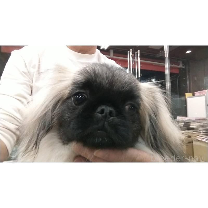 販売中の愛知県のペキニーズ-403733