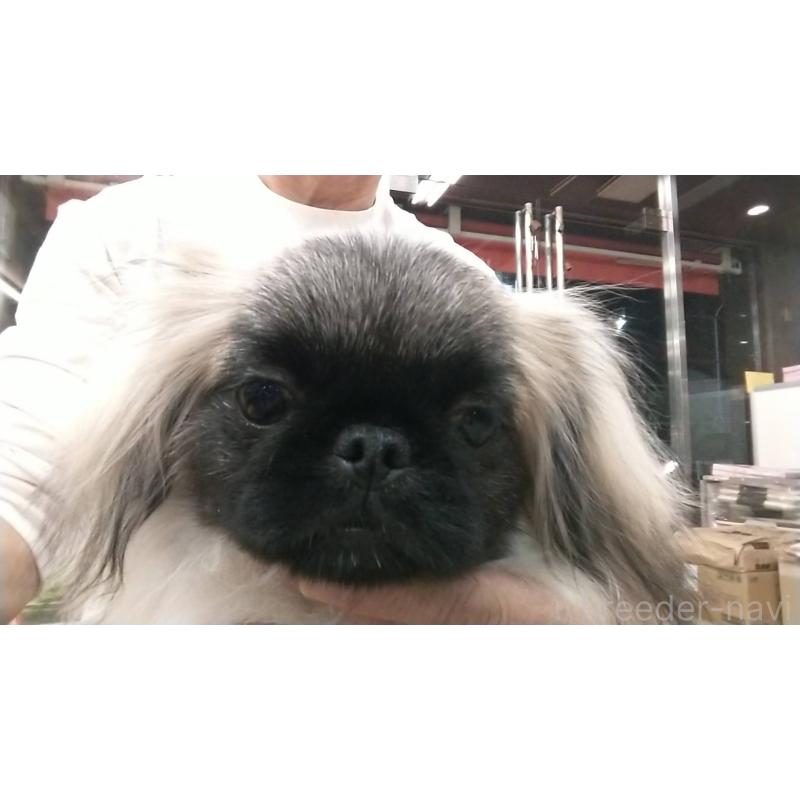 販売中の愛知県のペキニーズ-403733の3枚目