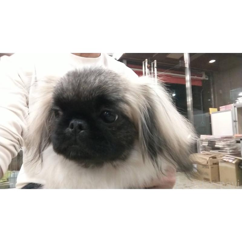 販売中の愛知県のペキニーズ-403733の2枚目