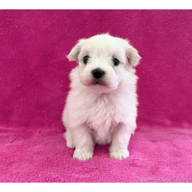 販売中の愛知県のマルチーズ-440199の3枚目