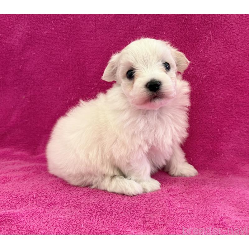 販売中の愛知県のマルチーズ-440199の2枚目