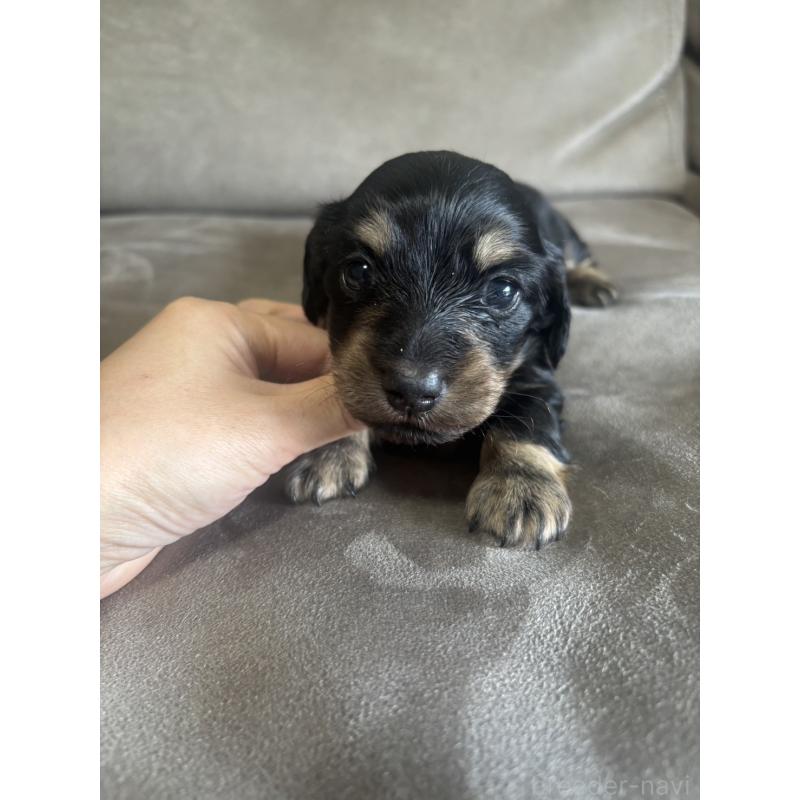 販売中の高知県のミニチュアダックスフンド(ロングヘアード)-440198の4枚目