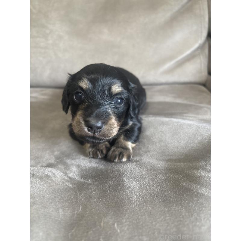 販売中の高知県のミニチュアダックスフンド(ロングヘアード)-440198の3枚目