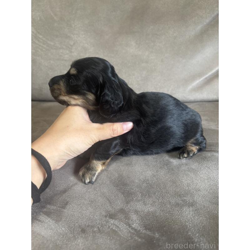 販売中の高知県のミニチュアダックスフンド(ロングヘアード)-440198の2枚目