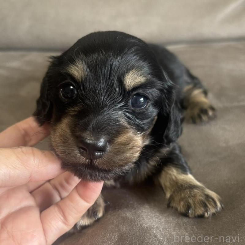 販売中の高知県のミニチュアダックスフンド(ロングヘアード)-440198の1枚目
