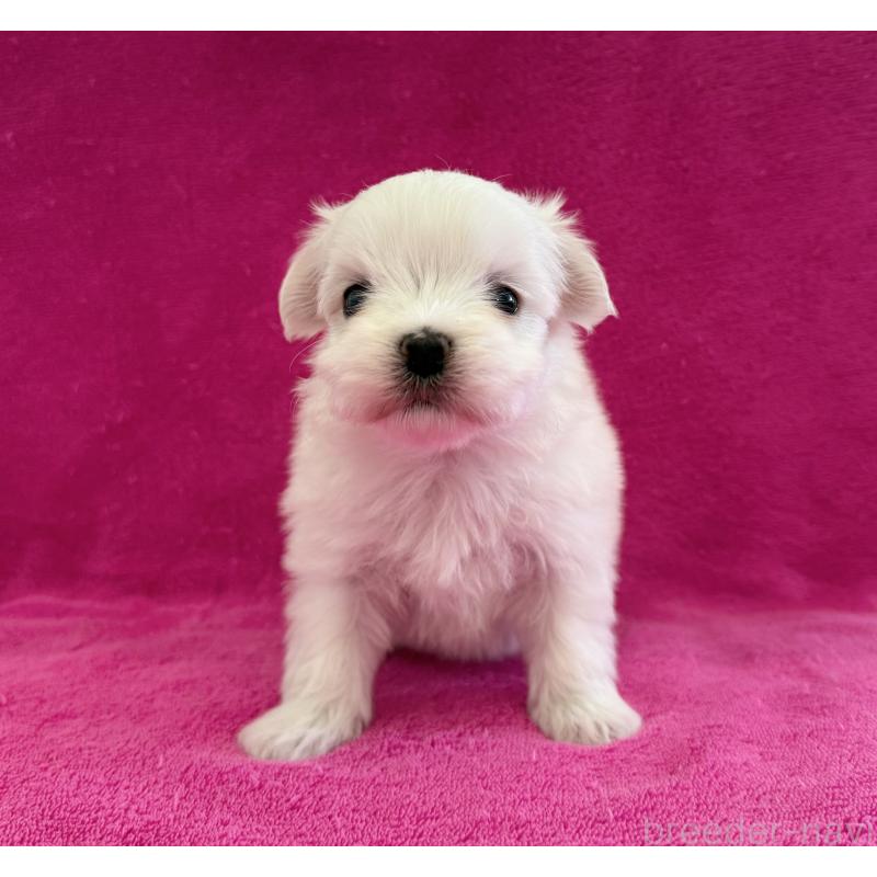 販売中の愛知県のマルチーズ-440200の3枚目