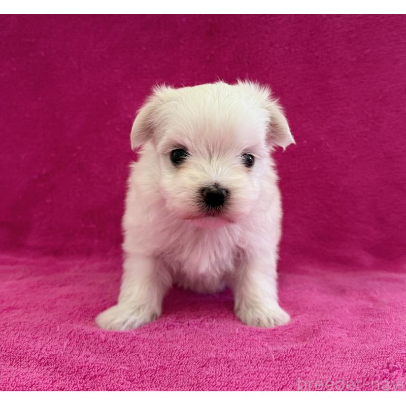 販売中の愛知県のマルチーズ-440200の2枚目