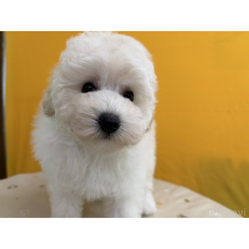 販売中の福岡県のトイプードル-440201の3枚目